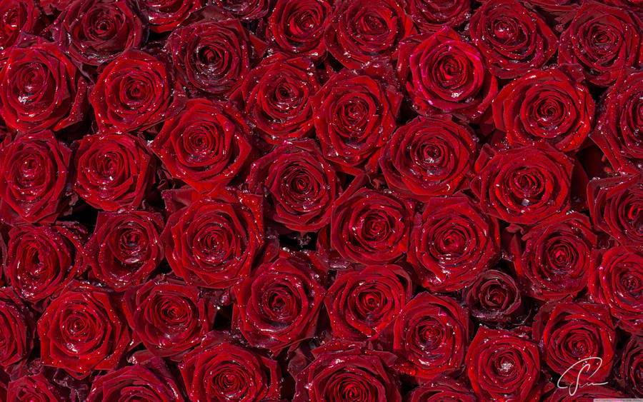 red-roses-love.jpg