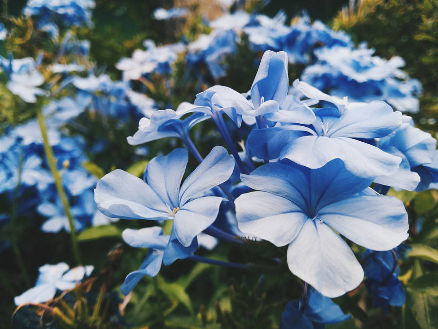 синие цветы природа незабудки загрузить